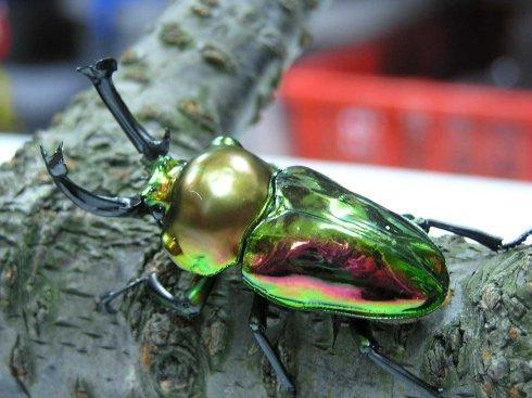 Rainbow Stag Beetles